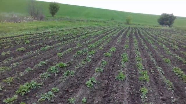 Картопля , боротьба з бур'янами. смотреть онлайн