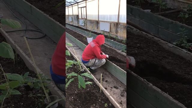 Подготовка грунта перед посадкой плодовых экзотических культур в круглогодичную отапливаемую теплиц смотреть онлайн