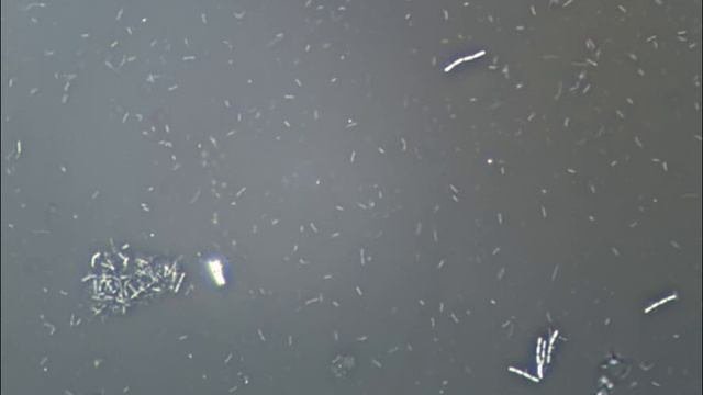 Bacillus Subtilis