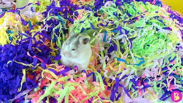 ХОМЯЧКИ устроили БУМАЖНУЮ ВЕЧЕРИНКУ смотреть онлайн