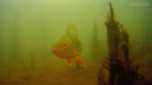 Обновление подводная съёмка ручна сборка камеры IMX323 GINCAM