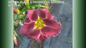 Селекция Мои лилейники 2023 часть 30