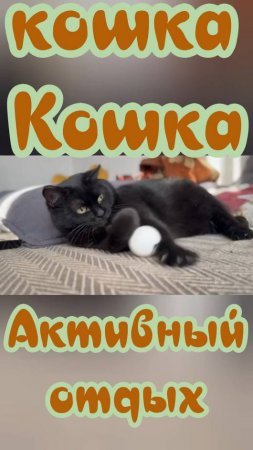 Кошка Кошка. Активный отдых. #cat #котожизнь #животные #animals #котики #котик #котодом #кошка