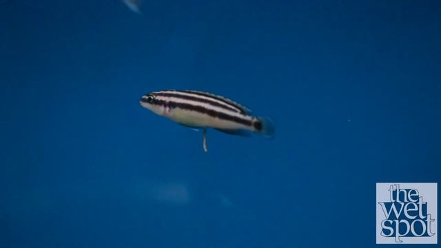 Juliochromis Ornatus смотреть онлайн