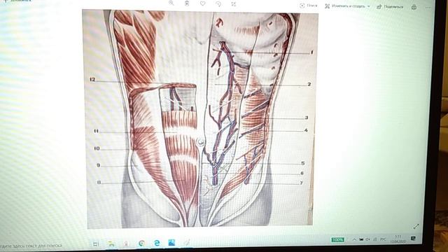 Передняя брюшная стенка смотреть онлайн
