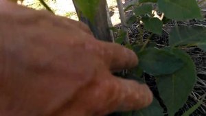 грецкий орех Идеал 24 июня 2020