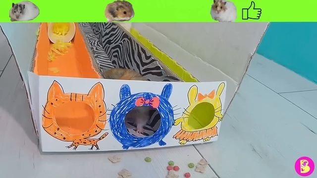 ХОМЯЧЬИ ГОНКИ или ПОЛОСА ПРЕПЯТСТВИЙ ДЛЯ ХОМЯЧКОВ, кто ПЕРВЫЙ ПРИБЕЖИТ К ФИНИШУ