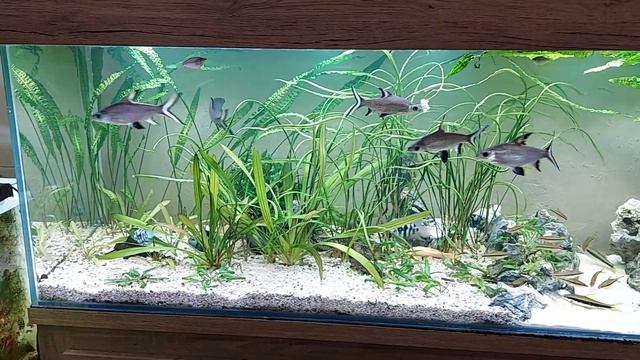 Jak zmienić aranżacje w akwarium . Alejka z piasku i wymiana świetlówek. смотреть онлайн