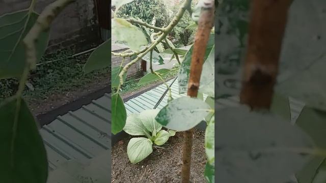 Semoga bertahan sampai mateng смотреть онлайн