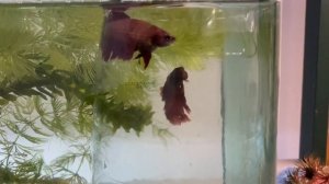 Стимулируем нерест Петушков