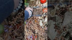 Томат и заразиха