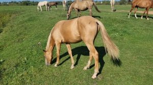 Продаётся ахалтекинский жеребец. Akhal-Teke horses for sale.
Тел/Whats app +7-916-403-90-33