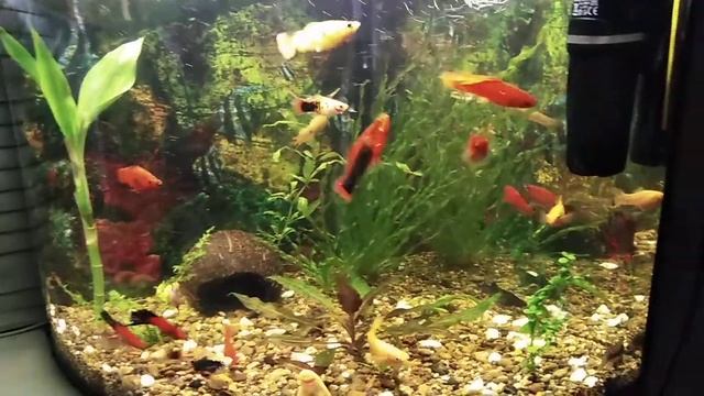 #акварим#вопрос #орыбке Сменил название канала! и вопрос о пицилии? смотреть онлайн