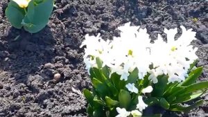 #дизайнбелойклумбы / Белая клумба в апреле. Гиацинты. Тюльпаны. Пушкиния. 20.04.24 г. Видео1.