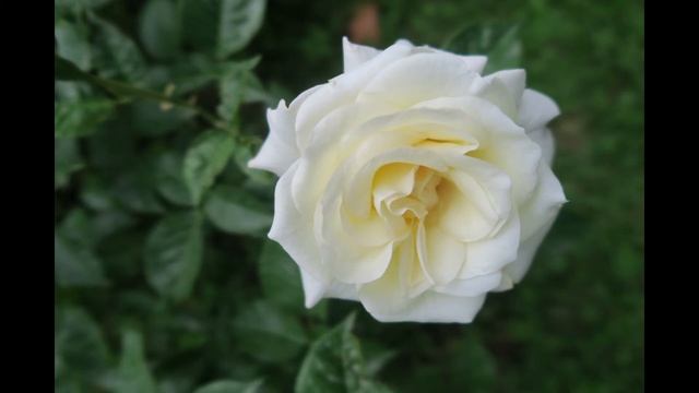 Staind - Zoe Jane - Piano Interpretation смотреть онлайн