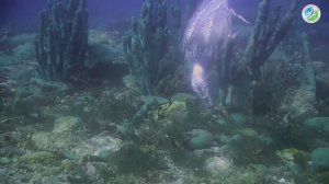 Подводная съемка водоплавающих птиц в истоке р. Ангары во время “холодной” зимовкe.