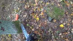 Валка дерева бензопилой ZimAni 🌲🪓