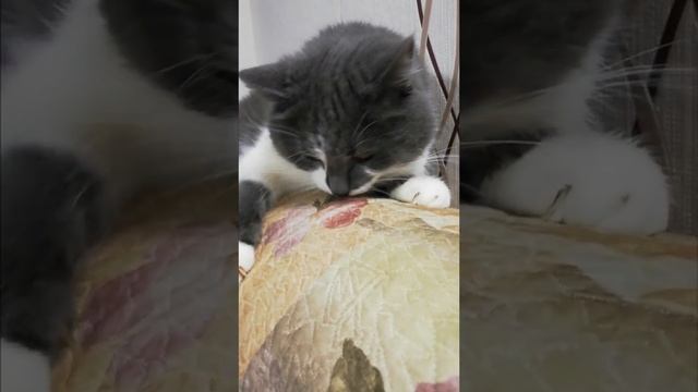 Я котик ты котик.