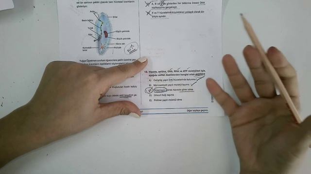 16.10.2021 Biyoloji смотреть онлайн