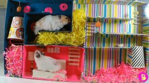 ДЕНЬ РАЗВЛЕЧЕНИЙ** ХОМЯЧКИ СНОВА ВМЕСТЕ** САХАРОК и СНЕЖКА СТЕПАНОВНА FOREVER