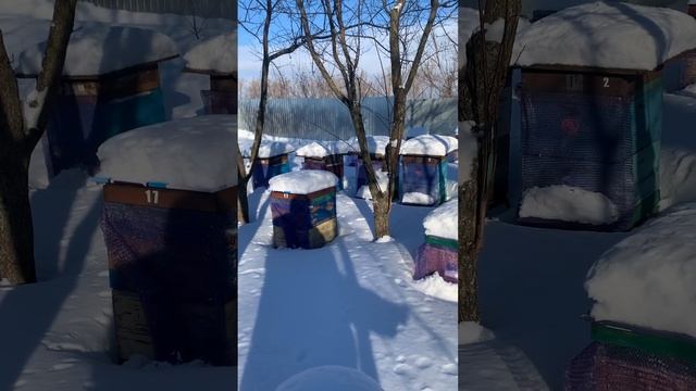 17 января-День Зосимы Пчельника. Зимняя сказка!… смотреть онлайн