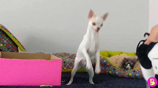 ПИТОМЦЫ ДАРЯТ ПОДАРКИ для КОШКИ ЗЕЗИ смотреть онлайн