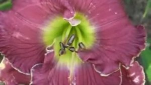 Лилейник daylily VIOLET ETCHING