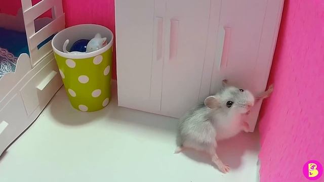 ХОМЯЧКИ ИГРАЮТ В ПИРАТОВ/ УСТРОИЛИ БЕСПОРЯДОК В КОМНАТЕ У ВИКИ смотреть онлайн