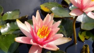 Нимфея Little Sue (nymphaea Little Sue)