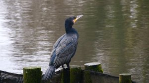 14947503-uhd_3840_2160_60fps