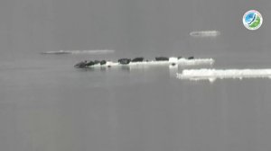 Нерпы уплыли в Ангару на льдине…