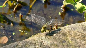 12409872_3840_2160_25fps