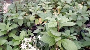 Слизни грызут саженцы метельчатых гортензий😱.  Принимаем меры.