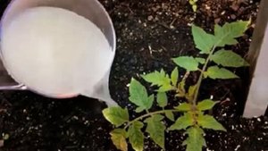 ПОЧЕМУ НЕОБХОДИМО ПОЛИВАТЬ РАССАДУ СВЕЖИМ МОЛОКОМ