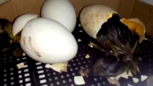 Гусята вылупляются!