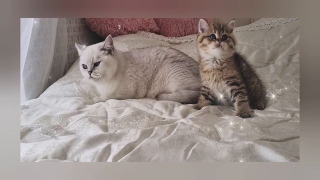 Котята