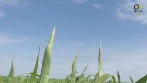 Сорго суданковый гибрид НутриТоп Стар, Актаныш