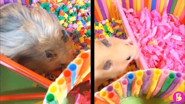 ХОМЯЧКИ ПОСПОРИЛИ***КТО ПОБЕДИТ и ПЕРВЫЙ ПРИДЕТ к ФИНИШУ ЗЮМА ХОМЯЧОК? или МАМА ВИКИ? смотреть онлайн