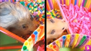 ХОМЯЧКИ ПОСПОРИЛИ***КТО ПОБЕДИТ и ПЕРВЫЙ ПРИДЕТ к ФИНИШУ ЗЮМА ХОМЯЧОК? или МАМА ВИКИ?