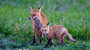 какая ты мама по зз