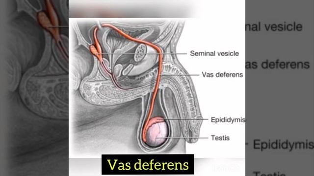 Reproductive Organs of a Man by suhana mishra/biology teacher