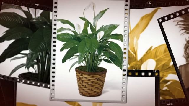 NEW YORK NY FLOWERS AND LOCAL FLORISTS SAME DAY DELIVERY SHOP смотреть онлайн