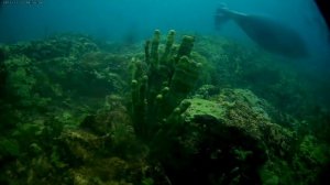 Байкальская Нерпа на глубине 5 метров