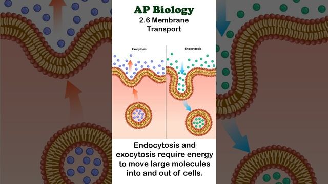 AP Bio - 2.6 Endocytosis and Exocytosis #apbiology #cellbiology