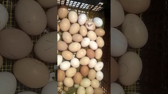 Вылупление птенцов!