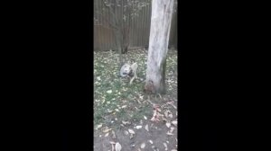 Будни приюта "Щенячий Ангел"