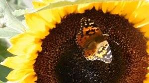 ПРИТЧА ПРО БАБОЧКУ.