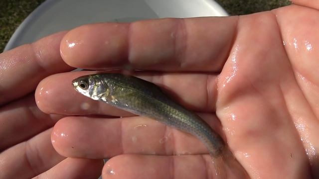 冬を越したタガメのビオトープを見てみよう【最後に報告】 смотреть онлайн