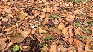 12.11.Красим тележки для СВО. Готовим дрова. Анапа 👍