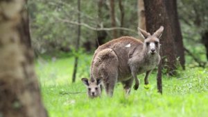 20603553-uhd_3840_2160_25fps